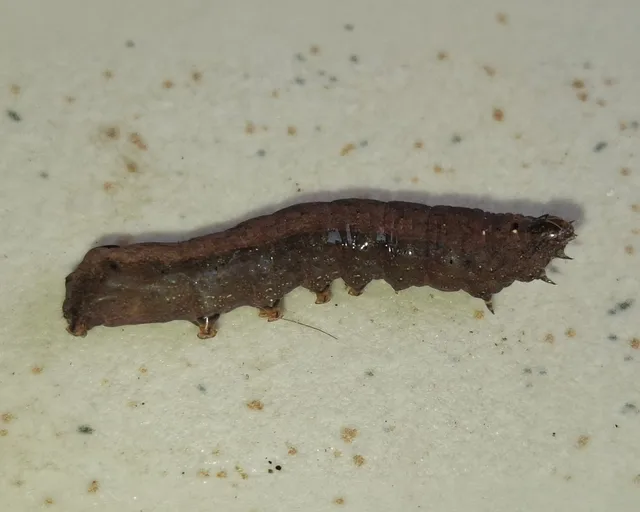 Lawn Armyworm