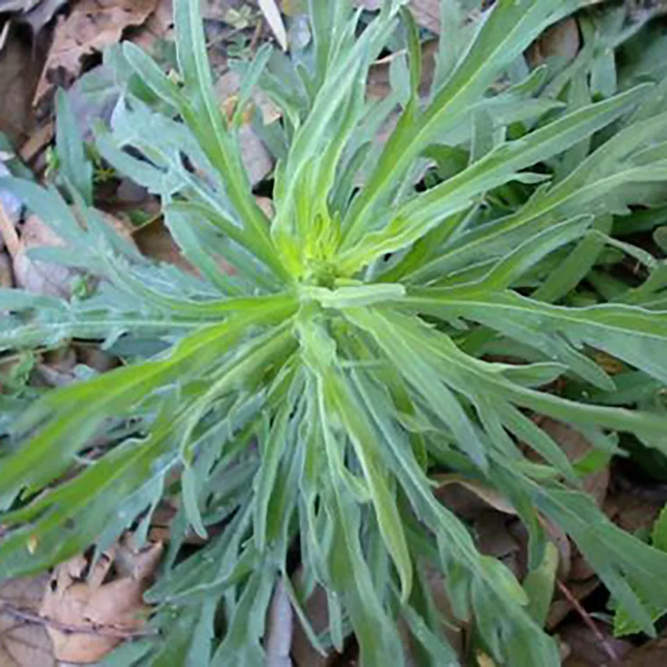 Fleabane