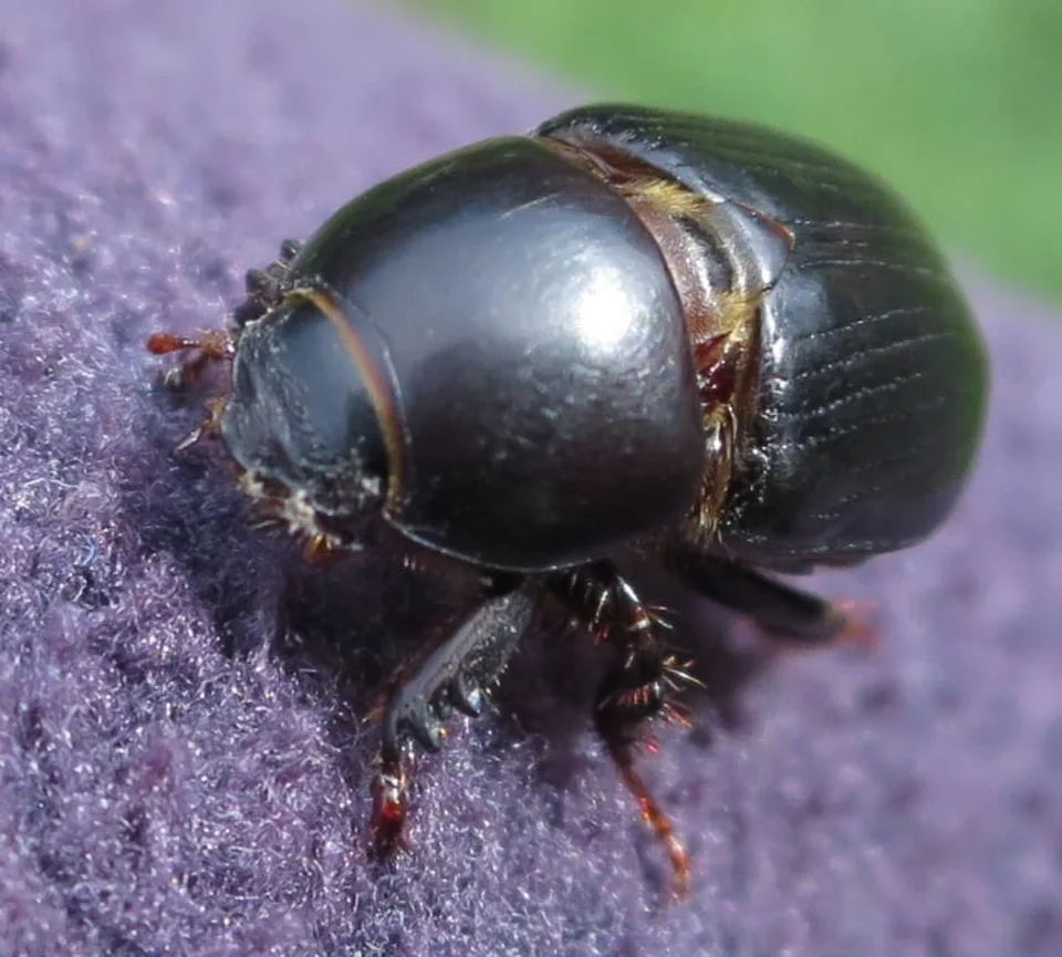 African Black Beetle