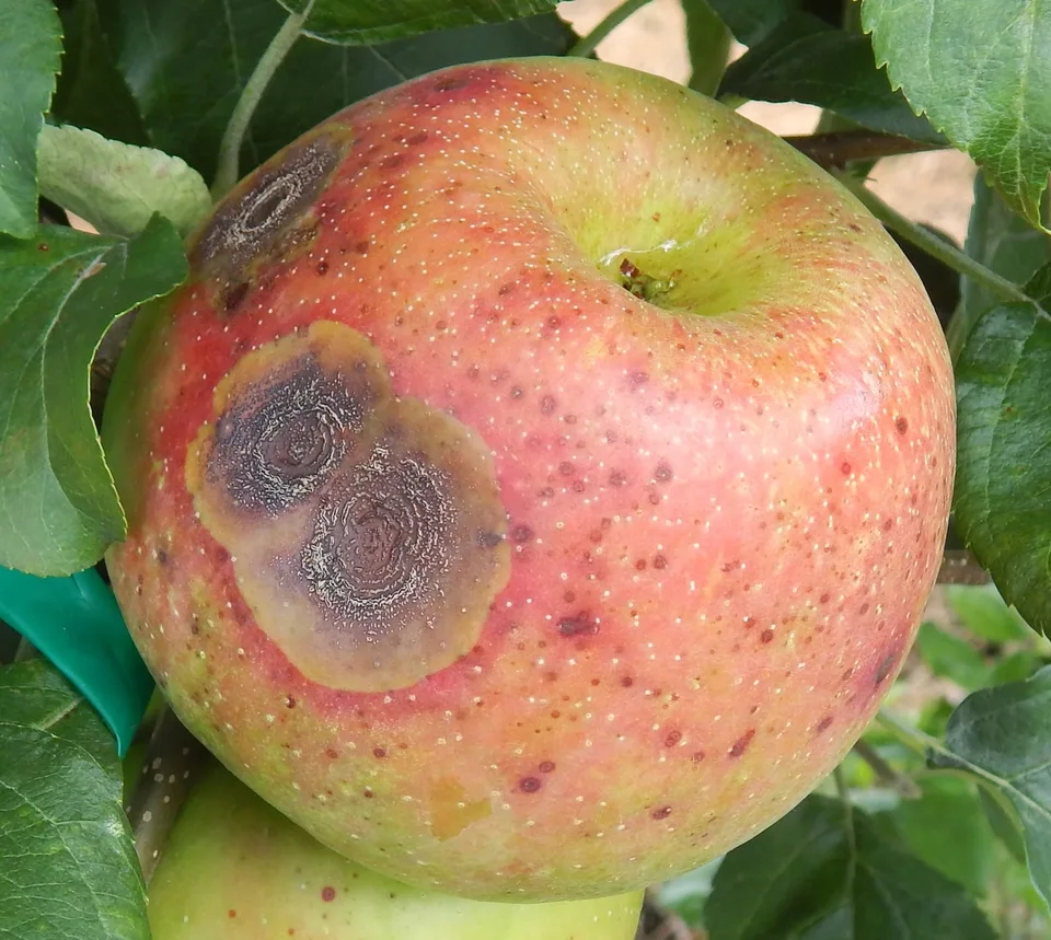Anthracnose