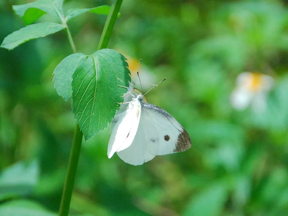 Cabbage White Butterfly