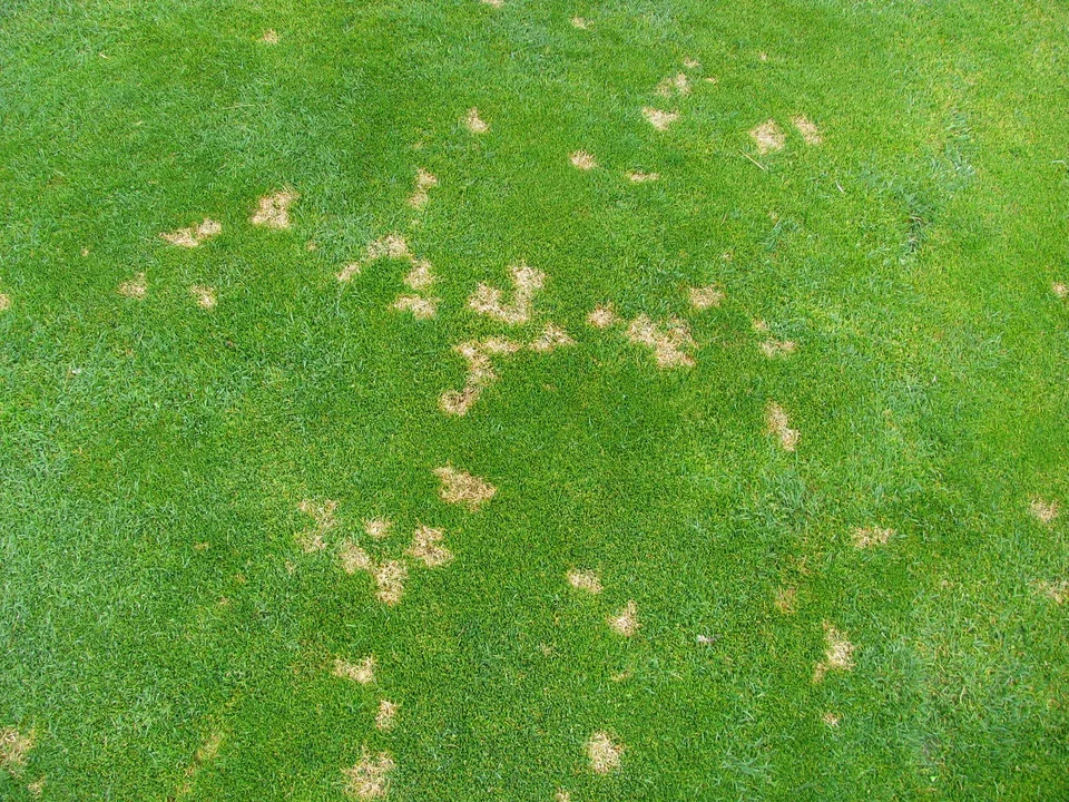Dollar Spot
