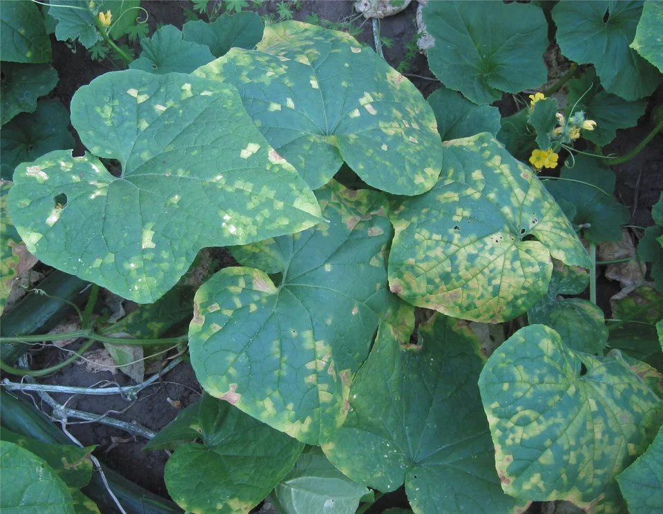 Downy Mildew