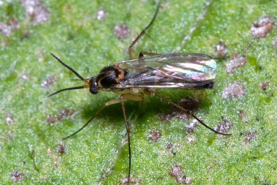 Fungus Gnats