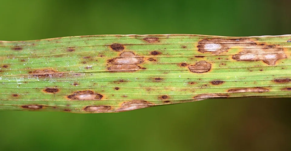 Helminthosporium