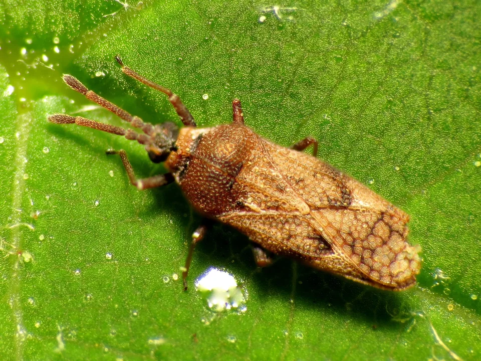 Lace Bugs