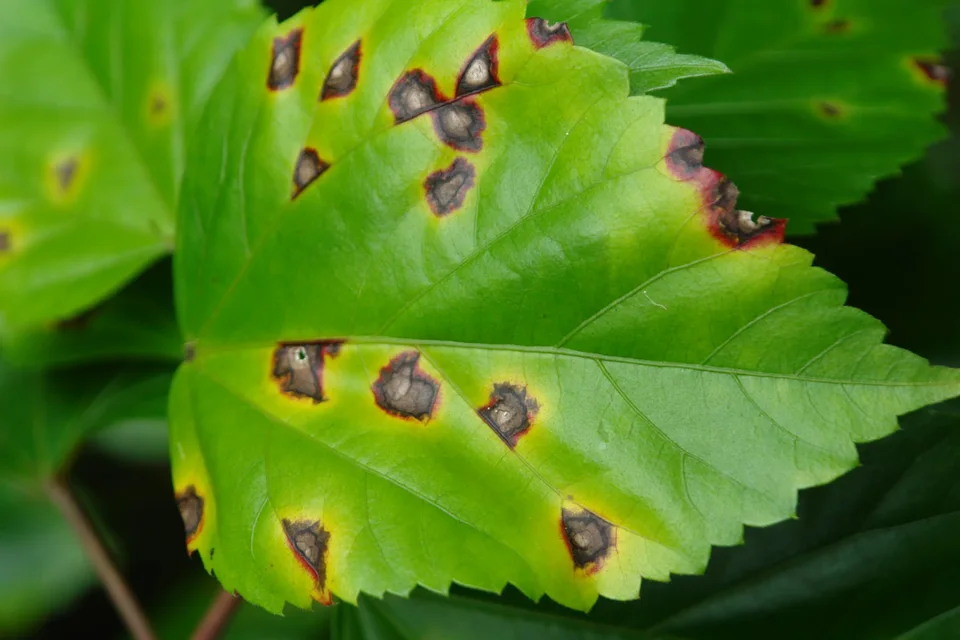 Leaf Spot and Leaf Blotch