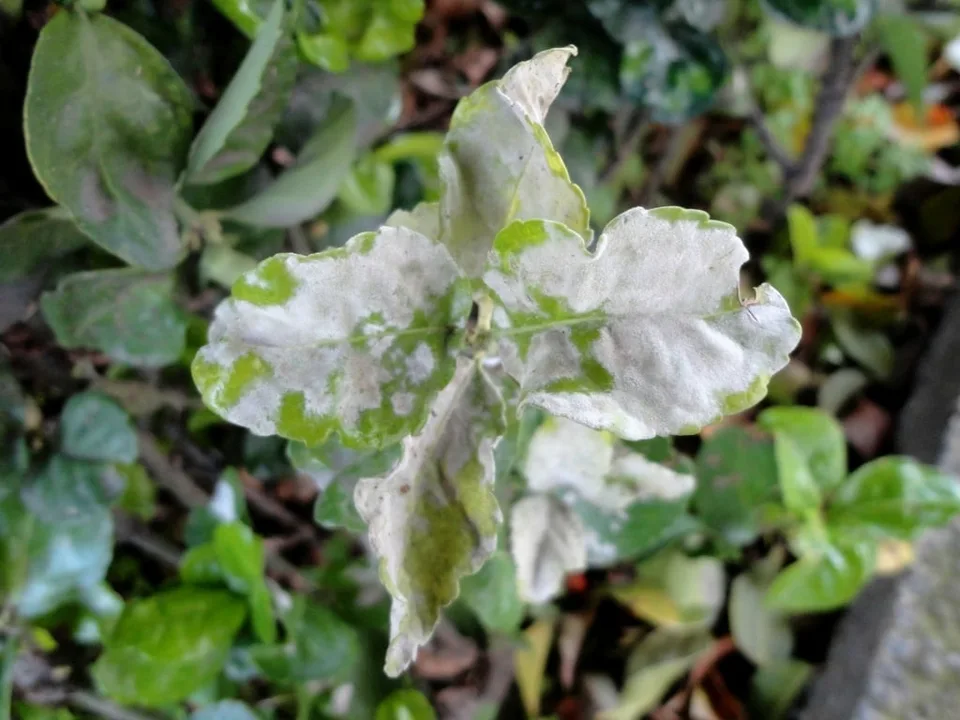 Powdery Mildew