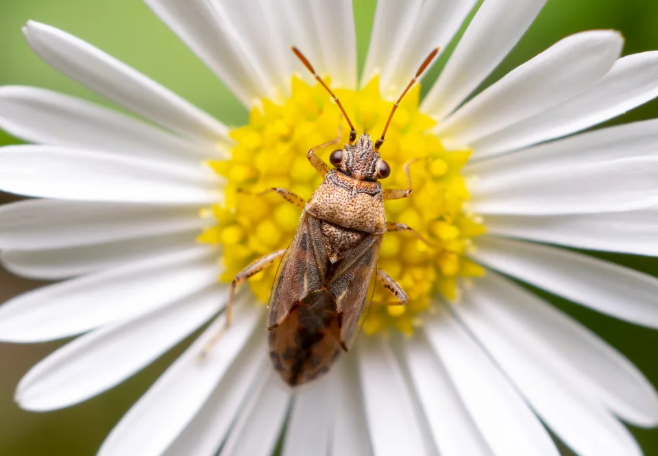 Rutherglen Bug