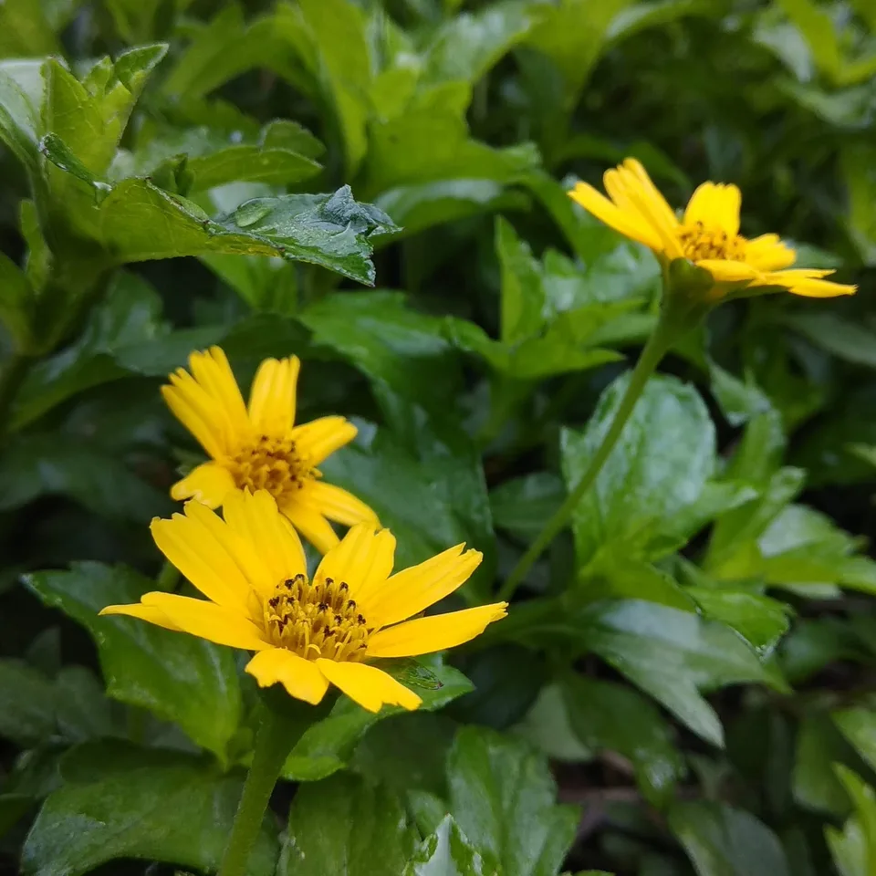 Singapore Daisy