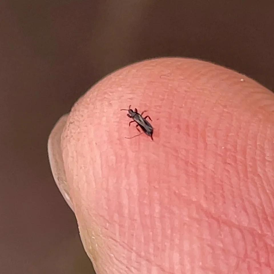 Thrips