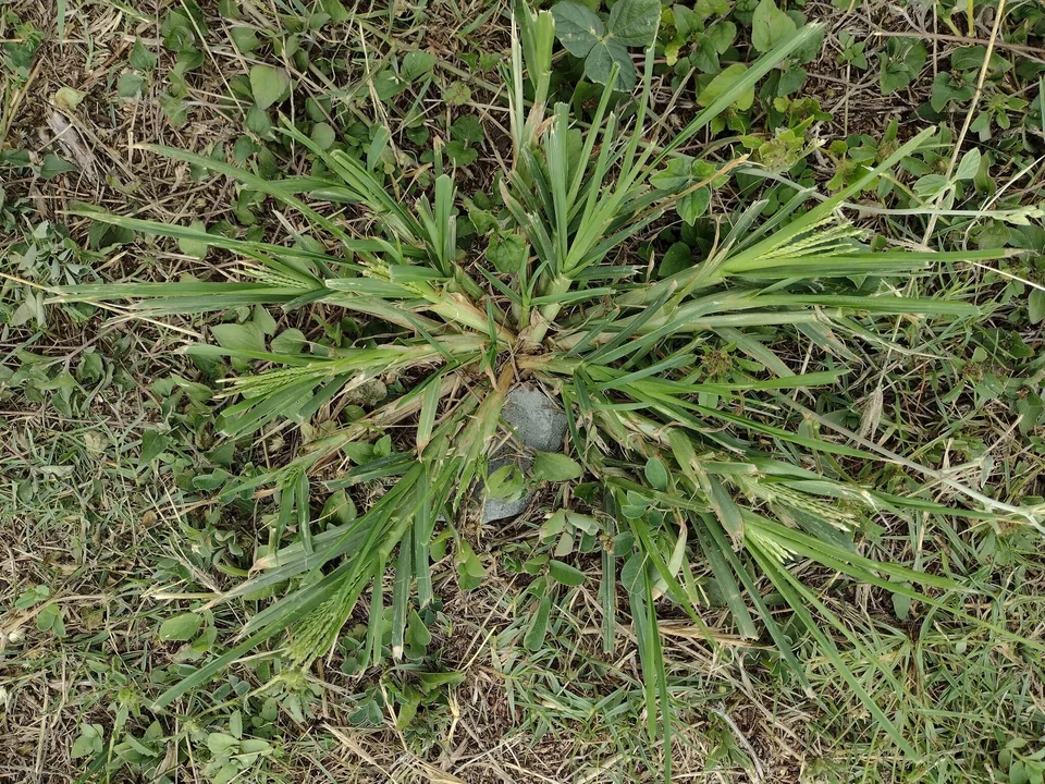 Crowsfoot Grass