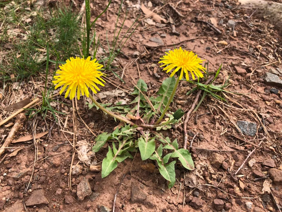Dandelion