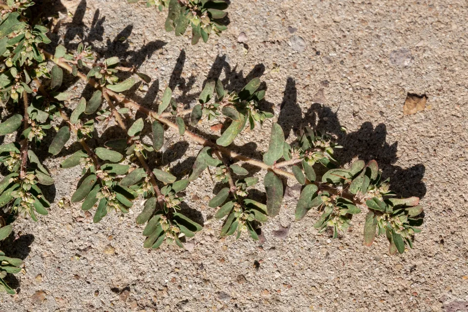 Spurge