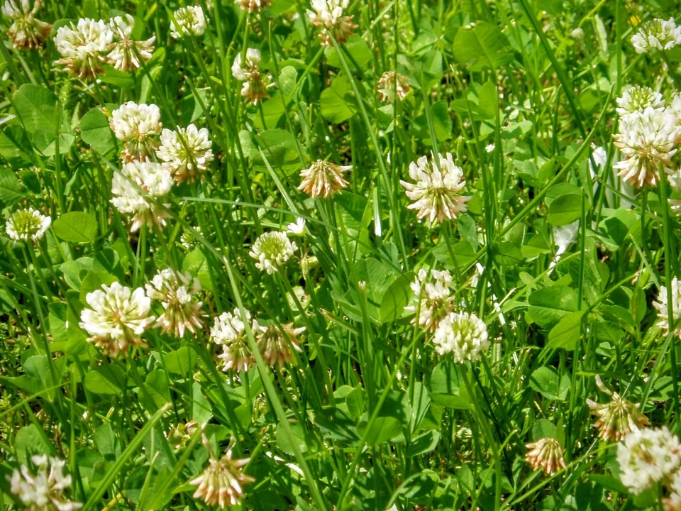 White Clover