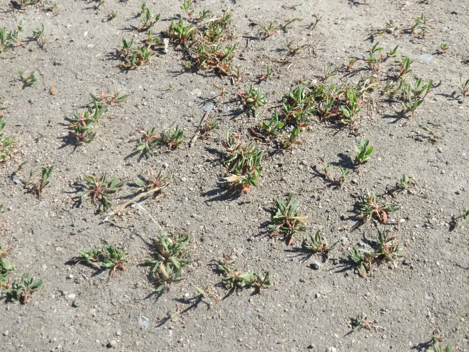 Wireweed