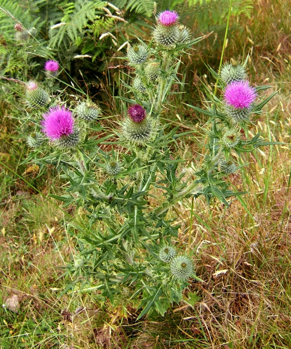 Thistles