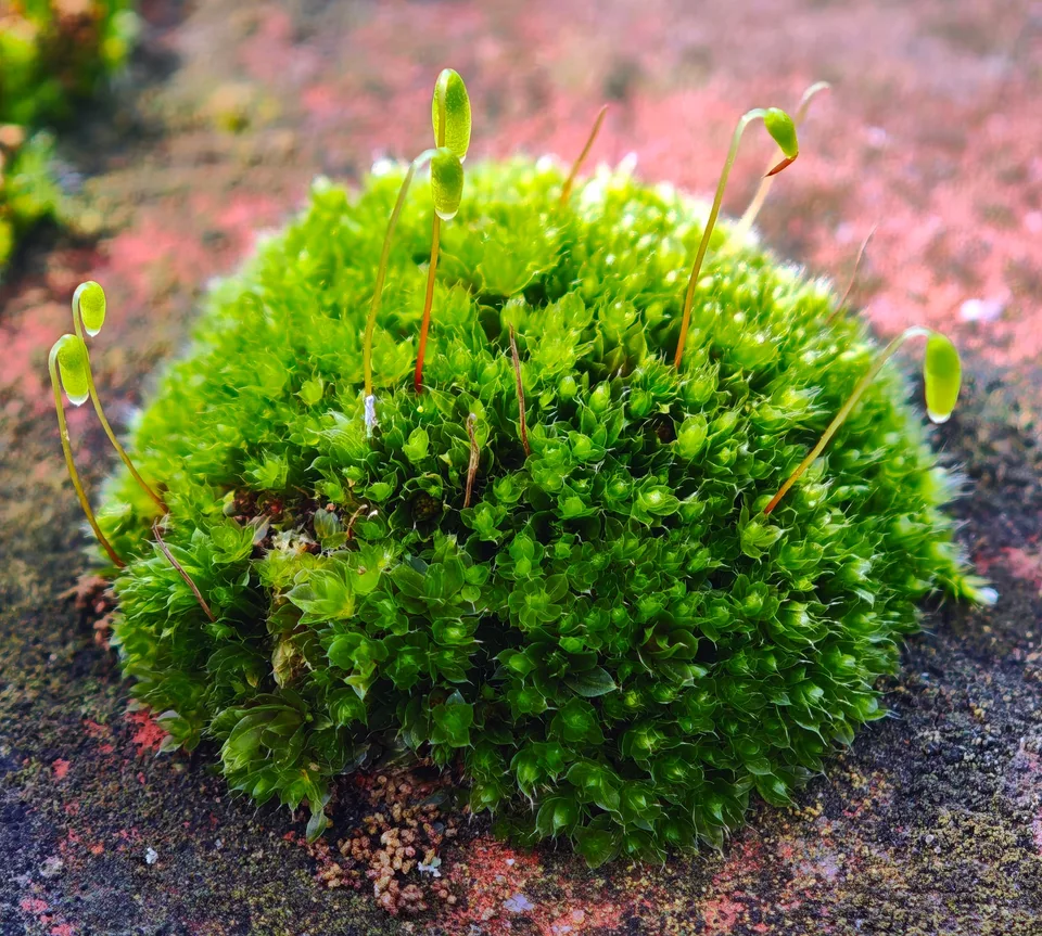 Moss