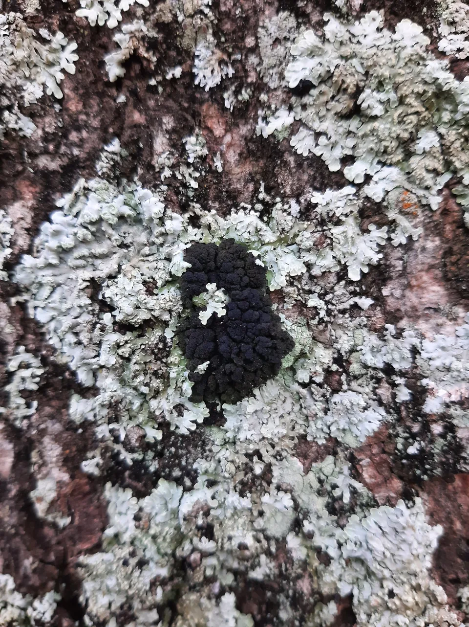 Lichen