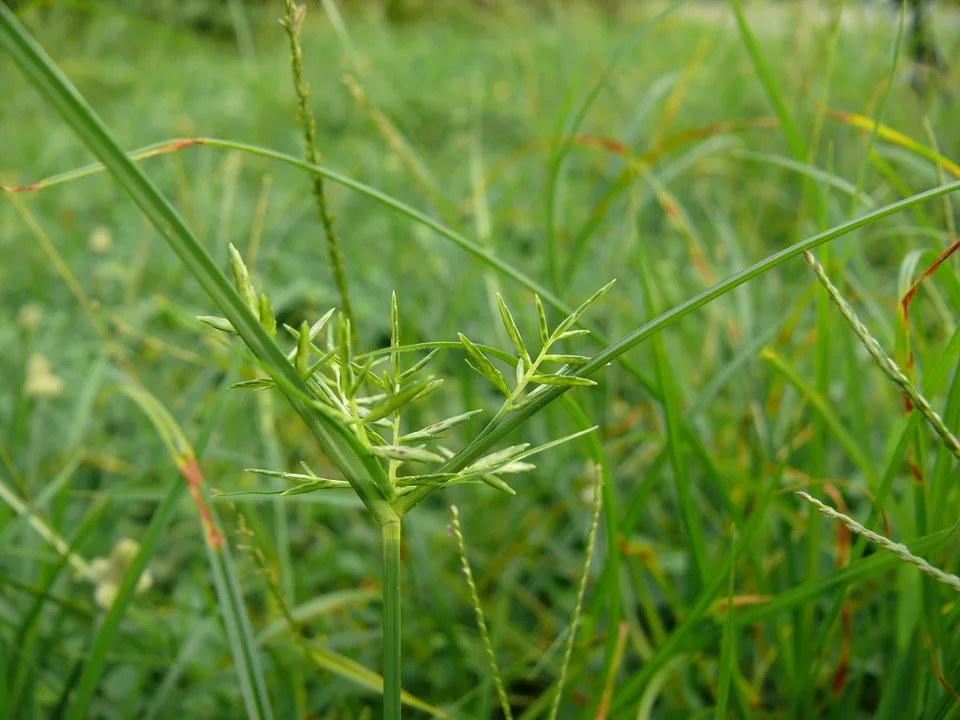 Nutgrass
