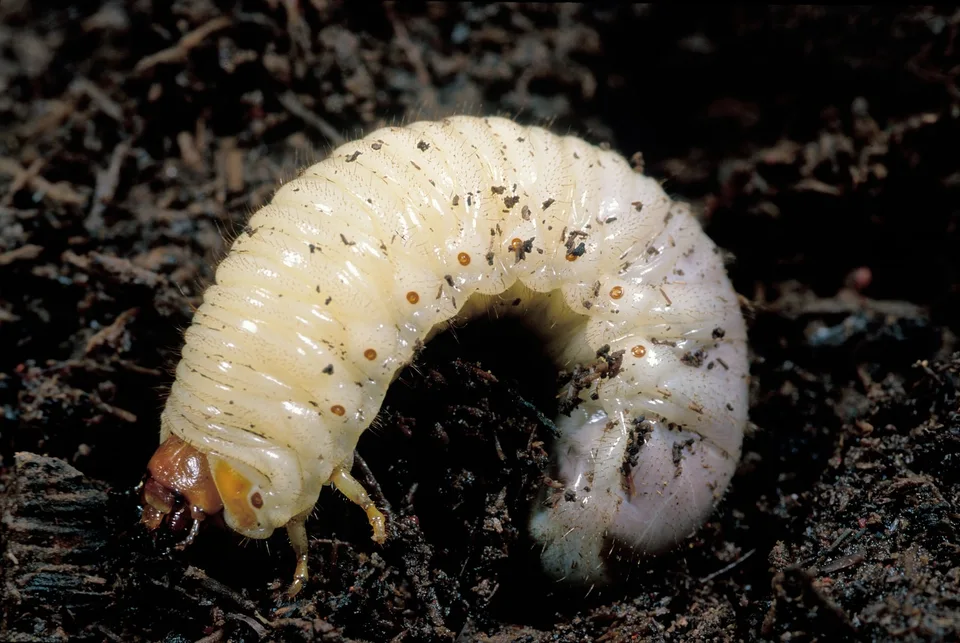 Curl Grub