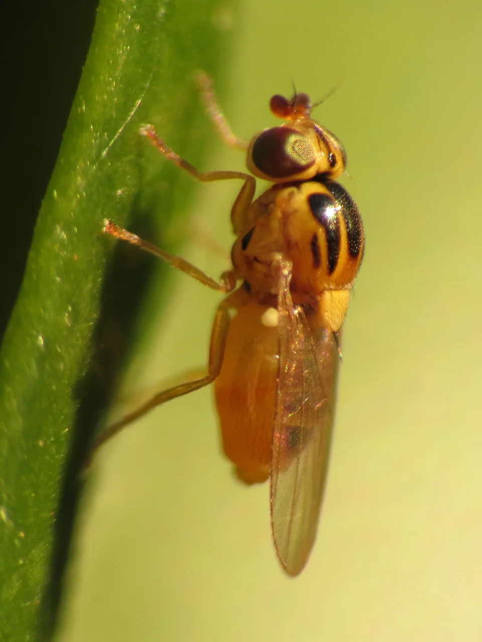 Couch Fly
