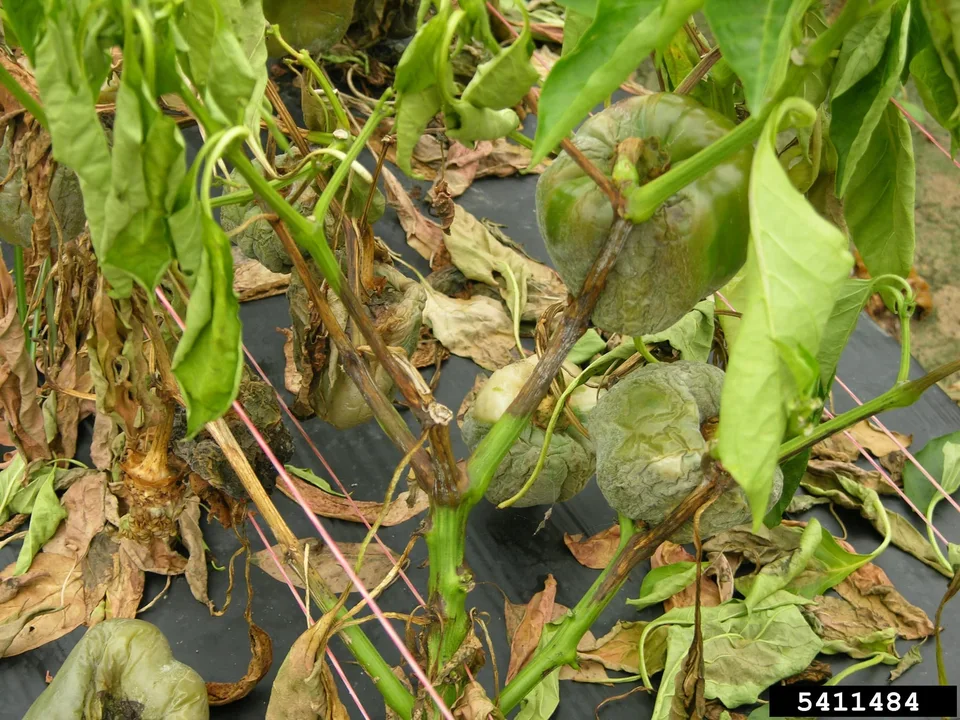 Phytophthora
