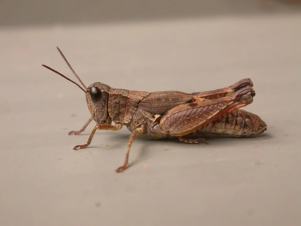 Grasshoppers