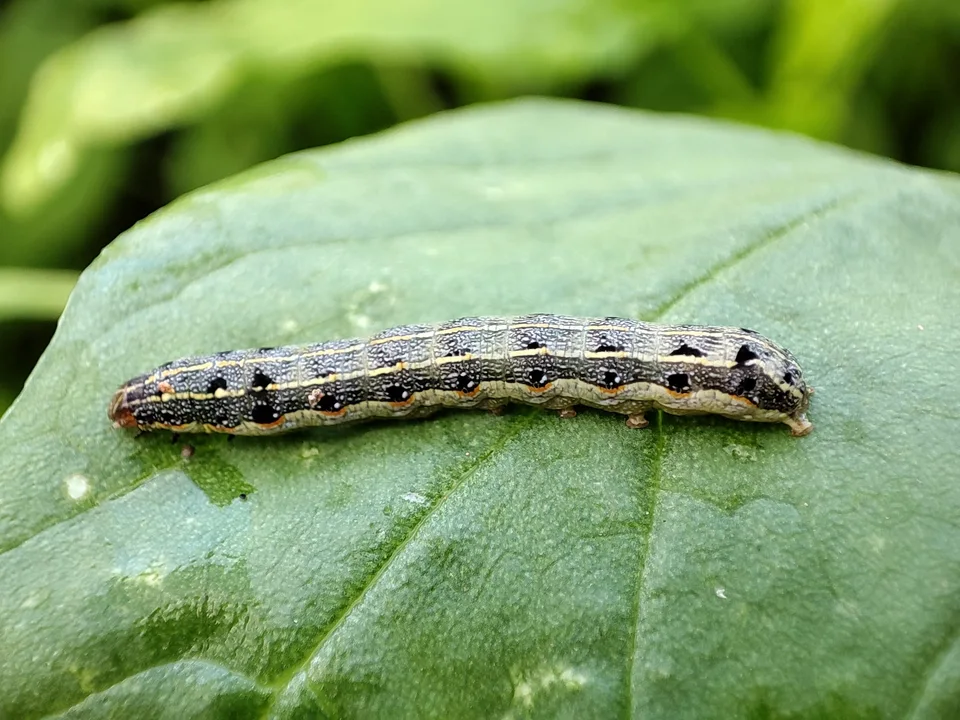 Caterpillars