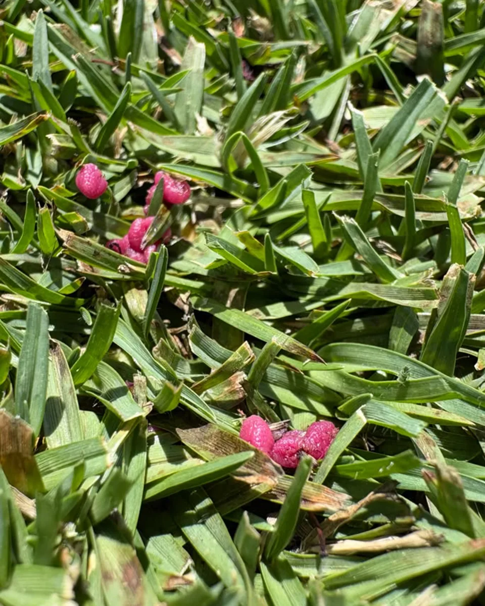 Ground Pearl