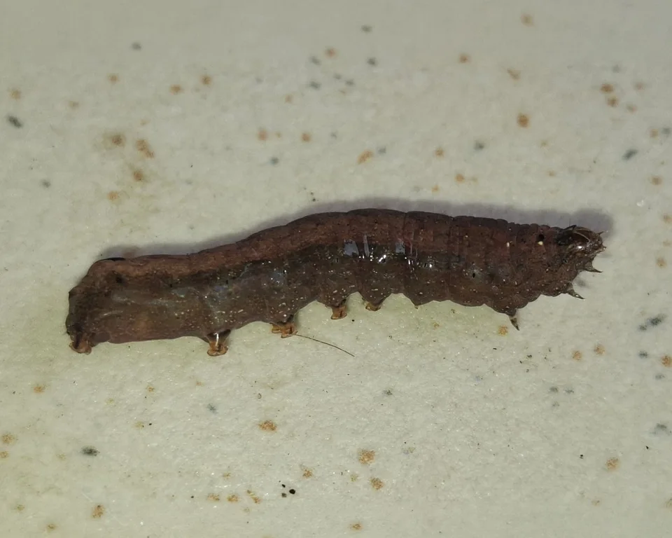 Lawn Armyworm